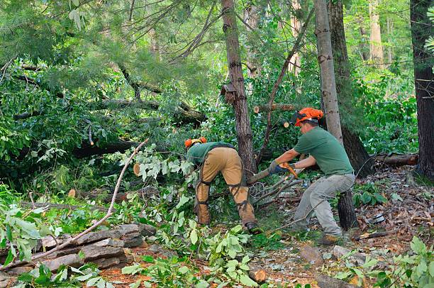 Trusted Westmont, PA Tree Removal Experts