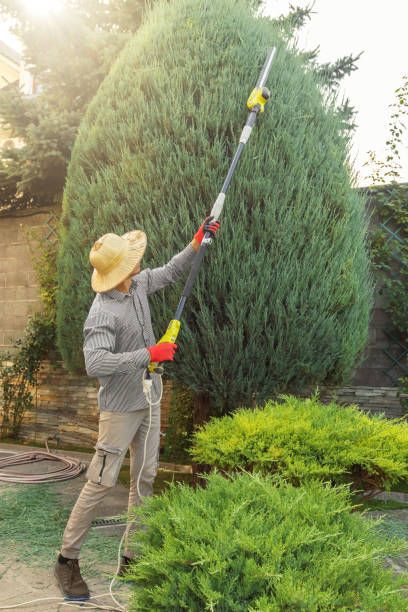 Best Tree Maintenance Programs  in Westmont, PA